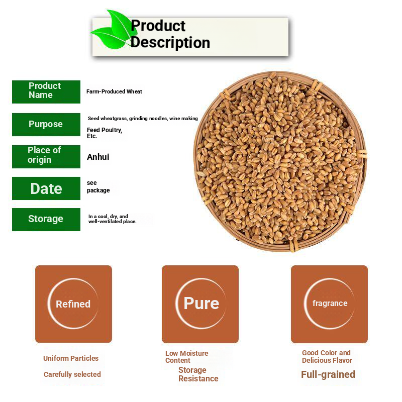 گندم کے بیج
