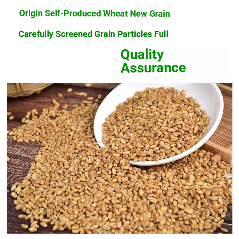 گندم کے بیج