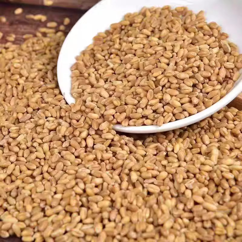 گندم کے بیج