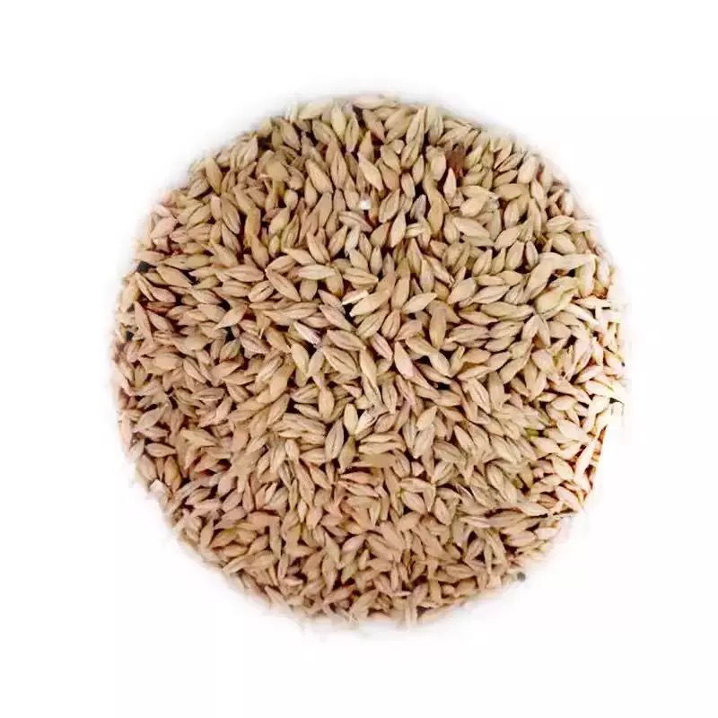 گندم کے بیج